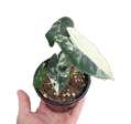 4" Alocasia Frydek Variegated 